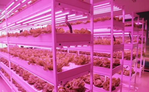 未來已來 植物工廠與麥秸畫，科技與傳統農業的創新融合