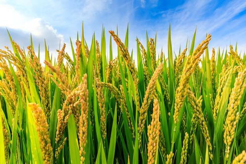 解鎖高產潛力 探秘有機稻谷種植的研發與高產水稻品種
