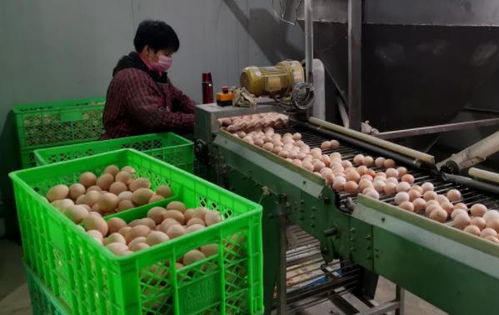 武清區農副產品供應充足，全力保障百姓生活必需品需求