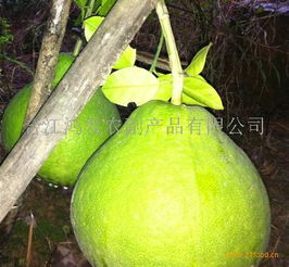 鴻發(fā)農(nóng)副產(chǎn)品加盟 開啟綠色健康事業(yè)，共創(chuàng)財(cái)富未來